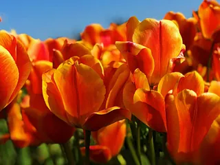 Tulpenwiese