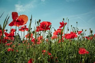 Mohnblumen