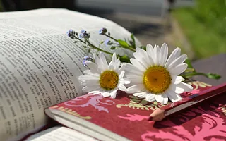 Gänseblümchen mit Buch und Stift